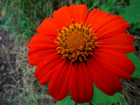 DSCF2503