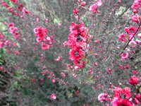 DSCF2102