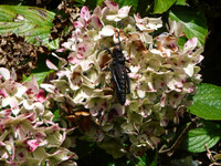DSCF2093